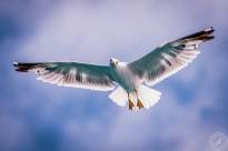 Seagulls in the air (14)