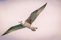 Seagulls in the air (15)