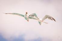 Seagulls in the air (2)