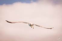 Seagulls in the air (6)