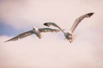 Seagulls in the air (7)