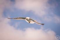 Seagulls in the air (8)