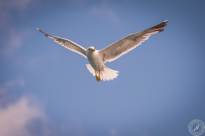 Seagulls in the air (9)