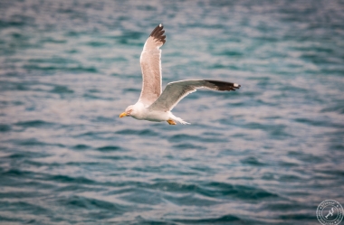Seagulls over Water (1)