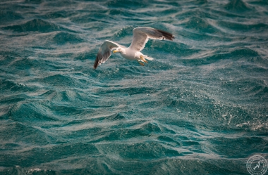 Seagulls over Water (5)