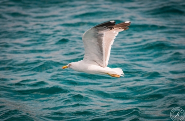 Seagulls over Water (8)