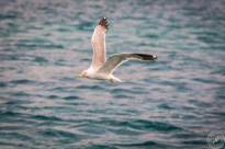 Seagulls over Water (1)