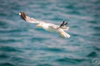 Seagulls over Water (10)