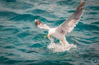 Seagulls over Water (11)
