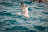 Seagulls over Water (12)