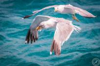 Seagulls over Water (2)