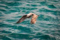 Seagulls over Water (3)