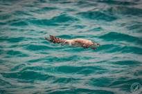 Seagulls over Water (4)