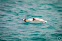 Seagulls over Water (6)