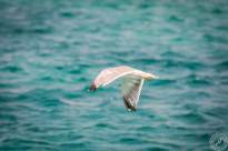 Seagulls over Water (7)