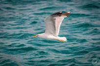 Seagulls over Water (8)