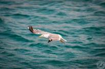 Seagulls over Water (9)