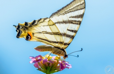 Ein Segelfalter // A scarce swallowtail
