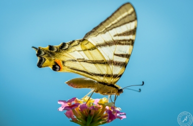 Ein Segelfalter // A scarce swallowtail