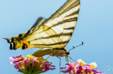 Ein Segelfalter // A scarce swallowtail