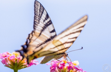 Ein Segelfalter // A scarce swallowtail