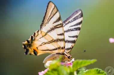Ein Segelfalter // A scarce swallowtail