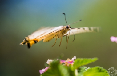 Ein Segelfalter // A scarce swallowtail