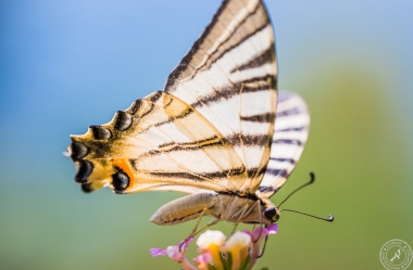 Ein Segelfalter // A scarce swallowtail