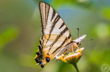 Ein Segelfalter // A scarce swallowtail