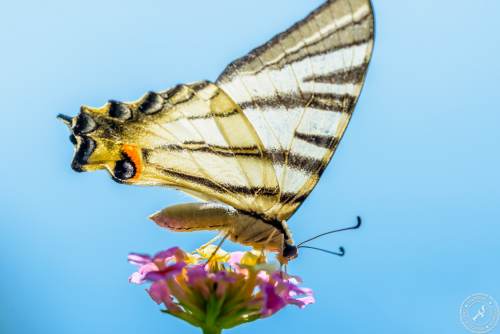 Ein Segelfalter // A scarce swallowtail