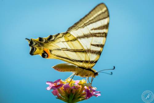 Ein Segelfalter // A scarce swallowtail