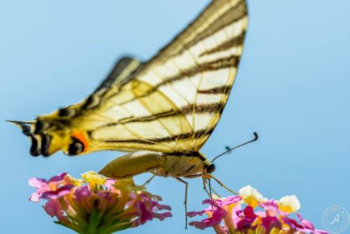 Ein Segelfalter // A scarce swallowtail