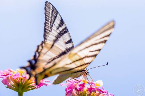 Ein Segelfalter // A scarce swallowtail