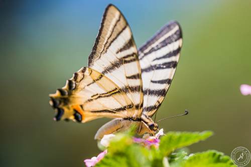 Ein Segelfalter // A scarce swallowtail