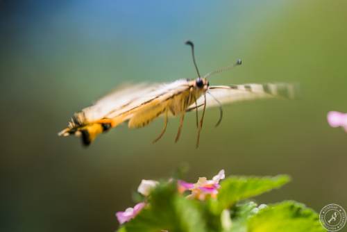 Ein Segelfalter // A scarce swallowtail