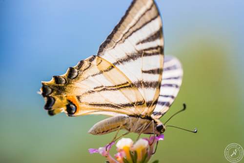 Ein Segelfalter // A scarce swallowtail