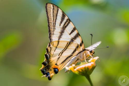 Ein Segelfalter // A scarce swallowtail