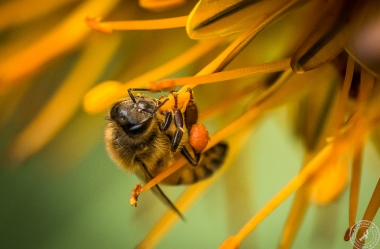Eine Seidenbiene