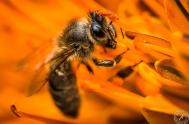 Eine Seidenbiene