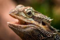 Several Lizzard Heads (1)
