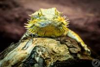Several Lizzard Heads  (10)