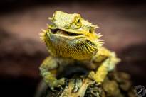 Several Lizzard Heads  (11)