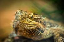 Several Lizzard Heads  (12)