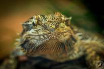 Several Lizzard Heads  (13)