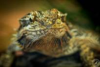 Several Lizzard Heads  (14)