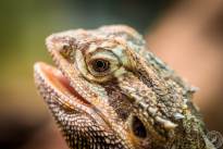 Several Lizzard Heads  (2)