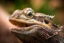 Several Lizzard Heads  (3)