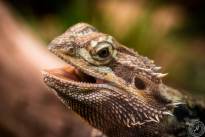 Several Lizzard Heads  (4)