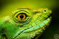 Several Lizzard Heads  (5)