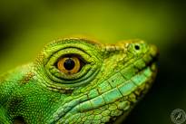 Several Lizzard Heads  (6)